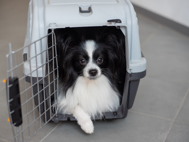 Vai viajar com seu pet? Entenda o que é preciso para viajar de ônibus com o seu pet