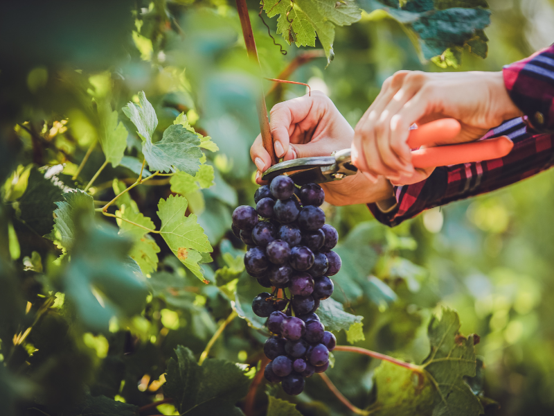 Colheita da Uva